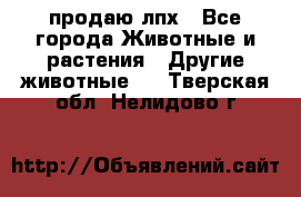 продаю лпх - Все города Животные и растения » Другие животные   . Тверская обл.,Нелидово г.